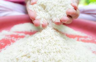 main de femme tenant du riz et tombant de la main au plateau en plastique rouge. riz sec cru. riz blanc usiné non cuit. concept de zakat et de charité. grain de céréale biologique. nourriture de base. concept de rendement mondial pour le riz. photo