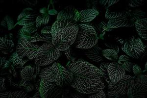 texture de feuille verte sur fond sombre. gros plan de la plante d'intérieur intérieure. plante d'intérieur de beauté. Plantes d'intérieur. feuille verte pour la décoration de la maison. fond d'écran pour le spa ou la santé mentale et la thérapie de l'esprit. photo