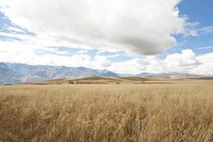 champs de blé photo