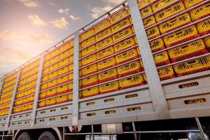 transport de poulet par camion de la ferme d'élevage à l'usine alimentaire. filière avicole. virus de la grippe aviaire h5 ou concept de grippe aviaire h5. transport de bétail par remorque. poulet dans des caisses en plastique jaune. photo