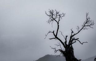 silhouette arbre mort sur fond sombre ciel dramatique et nuages blancs pour la mort et la paix. fond de jour d'halloween. désespoir et concept sans espoir. triste de nature. fond de mort et d'émotion triste. photo