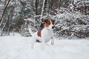 il a vu quelque chose. portrait en gros plan d'un chien mignon qui se promène à l'extérieur en hiver photo