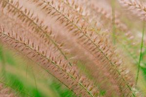 détail macro shot de belle fleur d'herbe sur des feuilles vertes floues. arrière-plan pour l'amour concept de vie paisible et heureuse. utiliser pour la publicité et la promotion de la vie biologique et de l'arrière-plan du produit photo