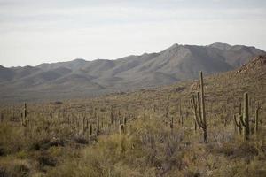 paysage de cactus, parc national de saguaro