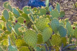 coucher de soleil avec de beaux cactus verts dans le paysage