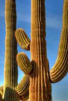 désert saguaro