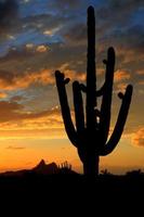 silhouette saguaro avec pic pico photo