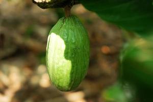 cacao cru sur des branches d'arbres de plantation photo