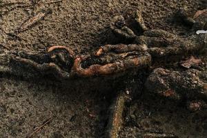 texture détaillée des racines du bois au sol photo