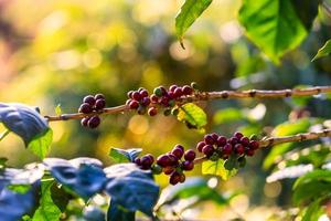 grains de café sur l'arbre à la montagne dans la ferme du nord de la thaïlande. photo