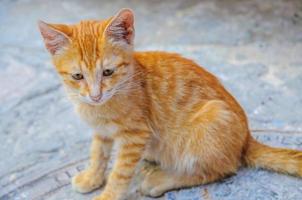 chaton mignon gingembre à hammamet tunisie photo