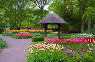 bien avec des tulipes colorées , parc de keukenhof, lisse en hollande photo
