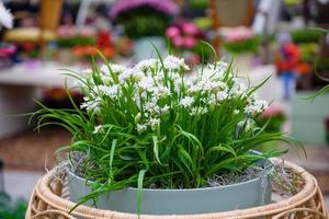 fleurs blanches dans le parc keukenhof, lisse, hollande, pays-bas. photo