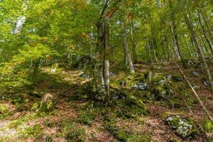 Forêt sombre avec des pierres à Schoenau am Koenigssee, Konigsee, parc national de Berchtesgaden, Bavière, Allemagne photo