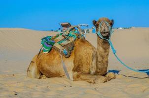 dromadaire dans le désert du sahara, tunisie, afrique photo