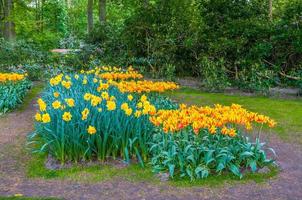 tulipes jaunes orange colorées, parc de keukenhof, lisse en Hollande photo