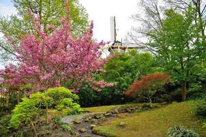 Arbre rose en fleurs avec un moulin dans le parc de Keukenhof en Hollande photo