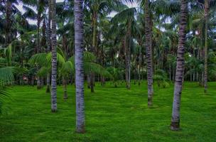 palmiers dans la jungle, tenerife, îles canaries photo