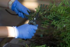 jardinier tailler des arbres avec un sécateur photo