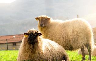 moutons domestiques dans les pâturages. mouton avec étiquette d'oreille et fourrure blanche dans le champ d'herbe verte. ferme d'élevage. agriculture durable ou concept d'agriculture durable. animal d'élevage. photo