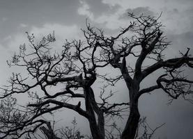 silhouette arbre mort sur fond de ciel dramatique sombre et nuages blancs pour une mort paisible. désespoir et concept sans espoir. triste de nature. fond de mort et d'émotion triste. motif unique de branches mortes. photo