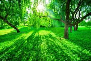 parc d'été vert. soleil qui brille à travers les arbres, les feuilles photo