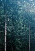 grands arbres verts dans une forêt sombre et brumeuse. photo