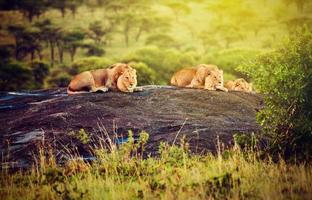 lions sur les rochers de la savane au coucher du soleil. safari dans le serengeti, tanzanie, afrique photo