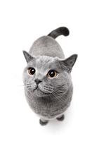 chat british shorthair sur fond blanc. photo