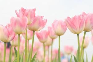 tulipes de printemps. photo