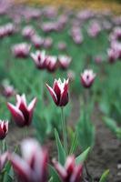 tulipes de printemps photo