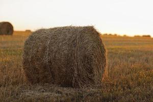 balles de paille de foin de blé empilées en tas dans un champ de chaume un soir d'été. bottes de paille sur les terres agricoles avec un ciel bleu nuageux photo