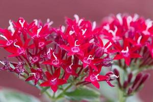 amas d'étoiles égyptien rouge ou fleur d'étoile photo