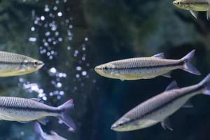 luciosoma bleekeri en aquarium photo