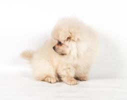 Chiot spitz pomeranian sur fond blanc photo