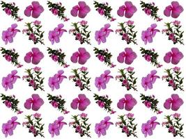 motif floral sur fond blanc photo