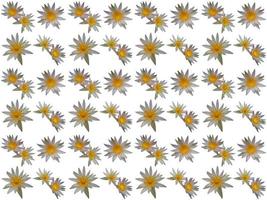 motif de fleurs sur fond blanc photo