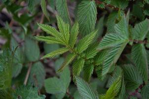 fond naturel texturé d'orties, belles feuilles de la plante photo