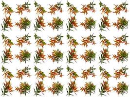 motif feuilles sur fond blanc photo