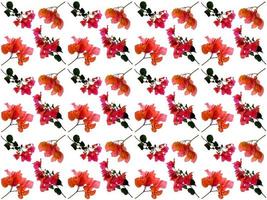 motif floral sur fond blanc photo