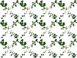 motif feuilles sur fond blanc photo