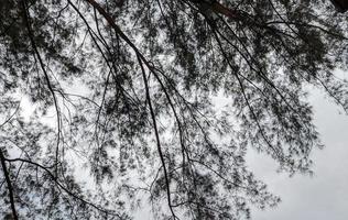 dans la silhouette d'une branche d'arbre photo