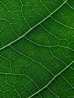 macro détail texture belle nature sauvage feuilles photo