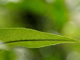 photo macro de feuilles de plantes sauvages, images fraîches et belles, arrière-plan