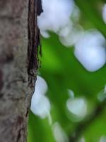 macro photo fond vert belle frais bokeh