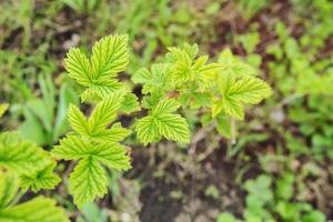 branches de framboise avec de jeunes feuilles au printemps. photo