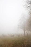 arbres dans la journée d'hiver brumeuse photo