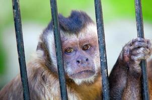 espèce de singe cebus apella derrière les barreaux photo