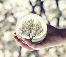 un reflet d'arbre dans une boule de verre tenue par une femme. photo