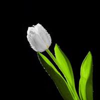 tulipe blanche fraîche avec des gouttes d'eau en gros plan sur fond noir. photo